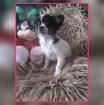 Chihuahua Welpen 12 Wochen alt suchen neues Zuhause