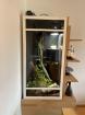 Albino Kornnatter mit Terrarium