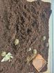 Griechische Landschildkröten Babys 2025
